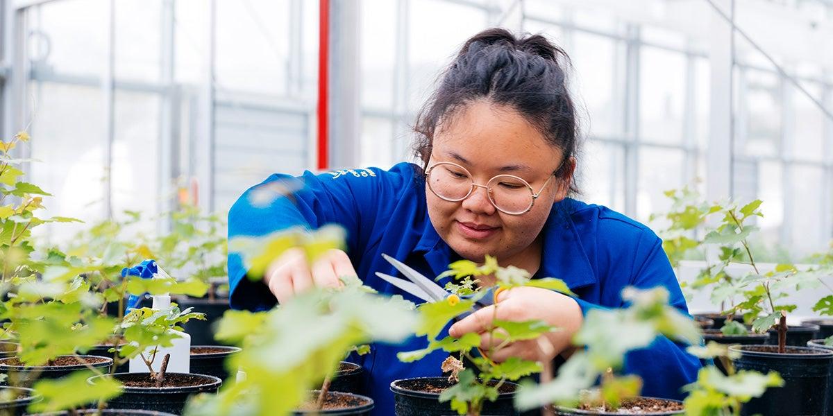 UC Riverside student in a greenhouse examining plants